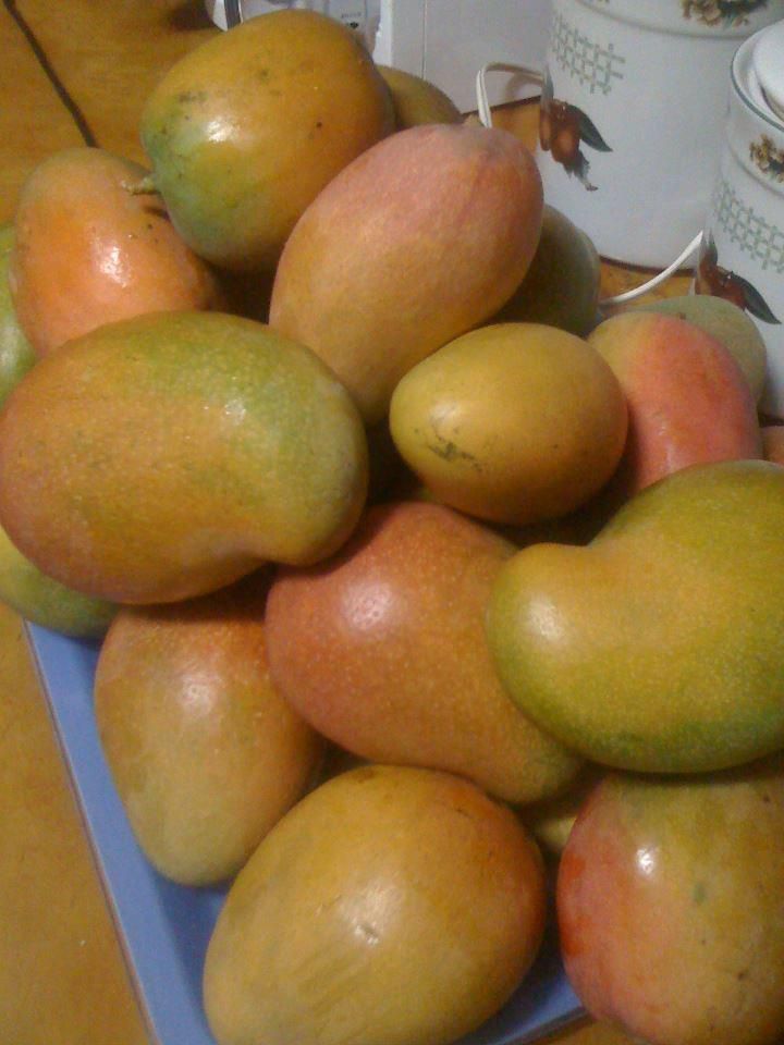 two mangoes dating site